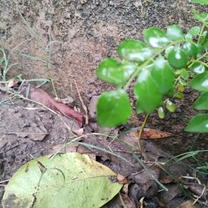 Sweet neem or curry leaves