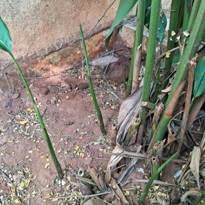 Yellow Heliconia 1 Rooted Plant 15" Long