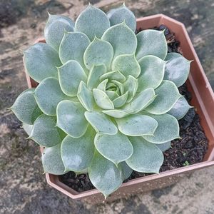 Echeveria