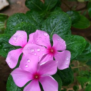 Pink Vinca Plant