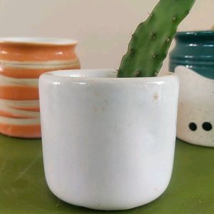 Cute Sculent Pot Combo