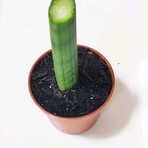 Rooted Cutting Snake Plant