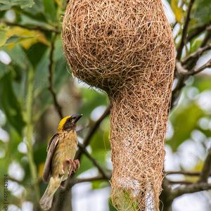 Birds 🐦 Nest