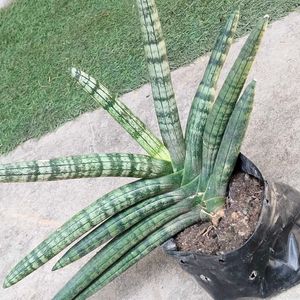 Rare Sansevieria