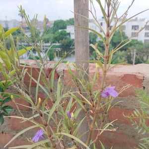 Ruellia simplex Plant