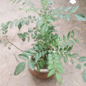 Curry Leaves Healthy Plant With Root