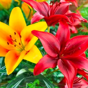 Multicolor Asiatic Lilly Imported Flower Bulb 5 Pc