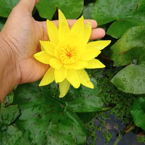 Waterlily 1