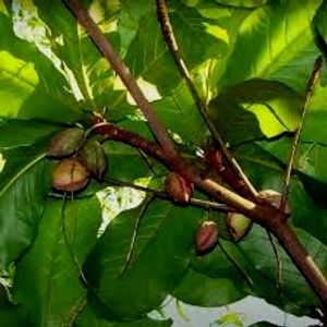 Almond Plant This Is Tree Real Outdoor Plan