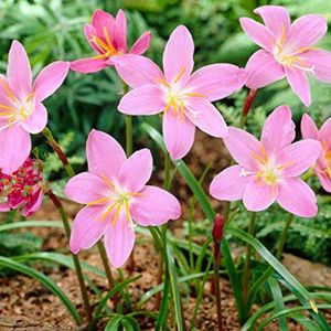 5 Colours Rain Lily Bulbs @ Low Price