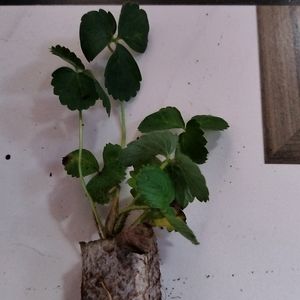 Stroberry Live Plant