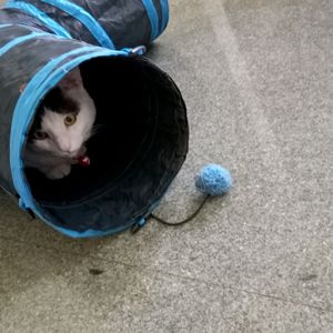 Tunnel For Rabbit And Cat