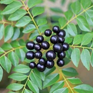 Curry Leaves Seeds...