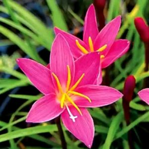 Pink Lily Plant Pack Of 2