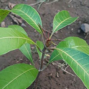 2 Mango Plant With Neem Plan