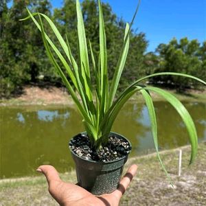 Rajnigandha Plant With Pot