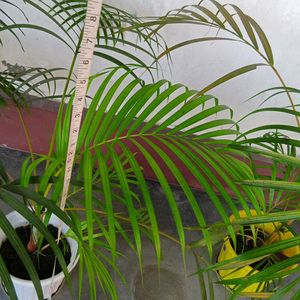 Areca Palm