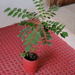 Curry Leaf 🍃 Plant & pot