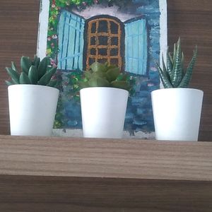 Plastic Plant Pots