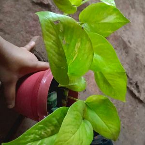 Neon Blushy Money Plant With Pot