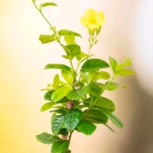 Yellow Mandevilla Flowering Plant,tree For Shurb