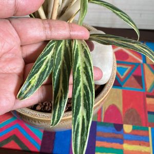 Chinese Evergreen Bai Kaw Indoor Plant