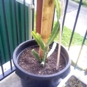 Dragon Fruit Plant