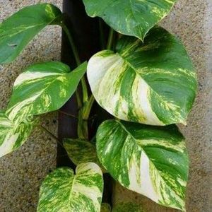 Broad Leaf Variegated Money Plant