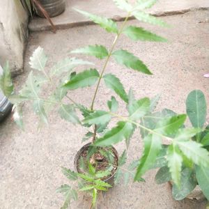 Healthy Neem Plant With Root