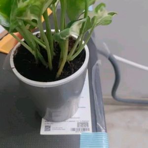 White Phothos Lucky Money Plant With Pot