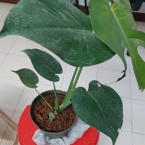 Monstera Deliciosa Plant With Roots