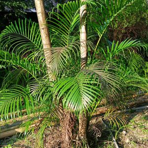 Areca Palm Double Tree