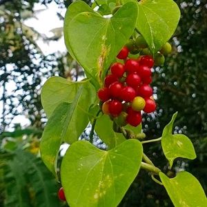 Giloye Plant Cutting