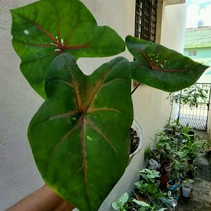 Caladium Bicilor Plant 🌵Pot