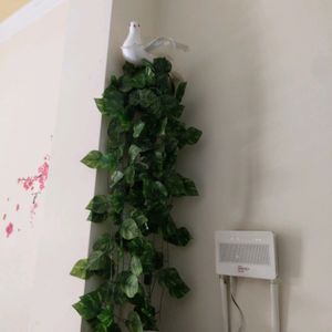 Elegant money plant vines