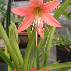 Easter Lily Bulbs (Pack Of 5) + 2 Free Seeds