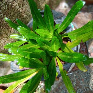 *L*  African coriander