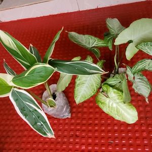 Pack 2 Arrowhead &.Ctenanthe pilosa Plants