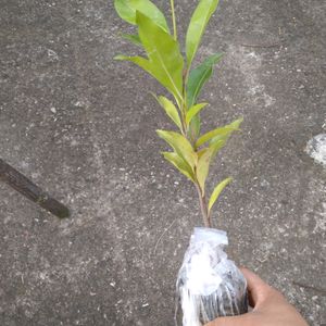 Hybrid Avocado Plant