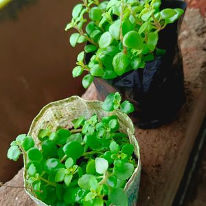 Turtle Vine Plant