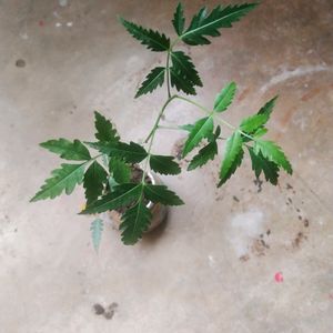 Neem Plant With Healthy Root