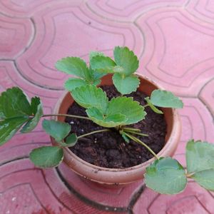 Stroberry Live Plant