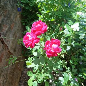 Alive Rose Plant