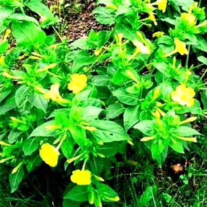 Unique 5o'clock 🕔Yellow 💛 Colour Flower Seeds.