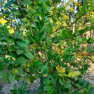 Myrrh lemon plant (gondhoraj lebu)