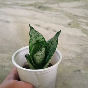 Dwarf Snake Plant In White Plastic Glass