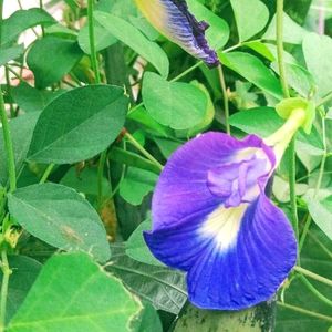 Blue🔷 Aparajita Flower Seeds