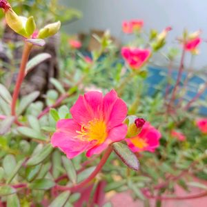 Red Portulaca Cuttings