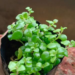 Beutiful Hanging Turtle Vine Plant