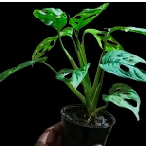 Shravan Sell Plant Combo 6 In Offer Price